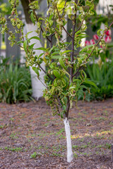 Sick leaves on the peach tree. Taphrina deformans.