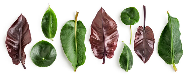 Exotic tropical green, purple leaves collection photography isolated on white background.