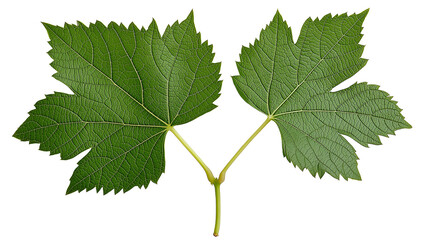 Fototapeta premium Grape leaf,Grape leaves 