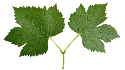 Grape leaf,Grape leaves	
