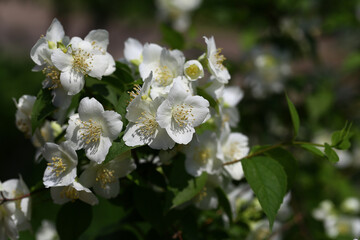 A branch of white and pure spring jasmine flower on a blurred background of indefinite color.