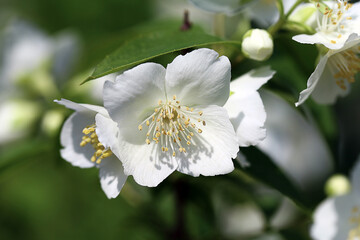 A beautiful, pure, white, modest jasmine flower with a magnificent scent...