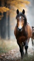 Fototapeta premium Brown horse runs through a forest in autumn near a blurred background of golden leaves