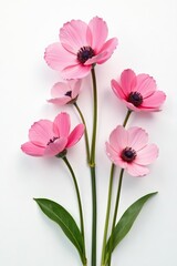 Obraz premium Stunning arrangement of pink eustoma flowers against a pure white background, springtime, fresh, detail