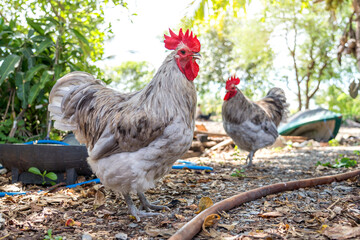 Splash white with black spots Australorp rooster. Purebred Chicken in husbandry natural animal free range lifestyle farming garden organic in backyard.