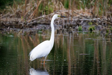 An adult Great egret stands in the calm water with reflection perpendicular to the camera lens on a cloudy spring day.