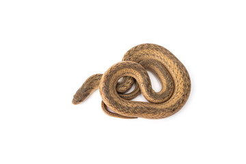 Banded Kukri Snake - Oligodon fasciolatus. It is a non-venomous and harmless snake but has very sharp teeth isolated in white background.
