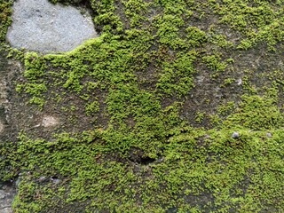 Green Moss Growing on Rough Stone Wall Surface. Close-up of green moss on a rough stone wall. Natural texture perfect for backgrounds, organic design, and environmental themes