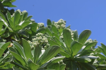 モンパノキ・残波岬（沖縄県・読谷村）