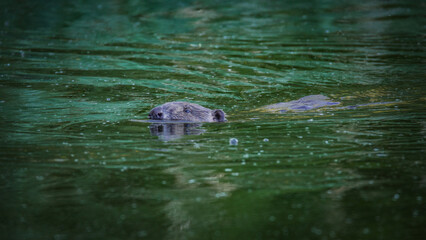 beaver swims across the river