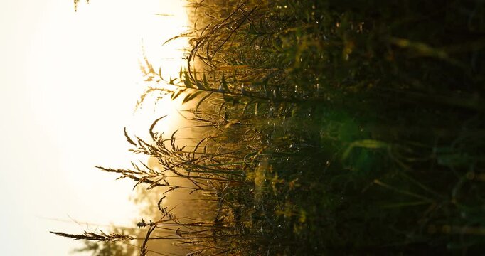 beautiful sunrise over a summer blossoming meadow