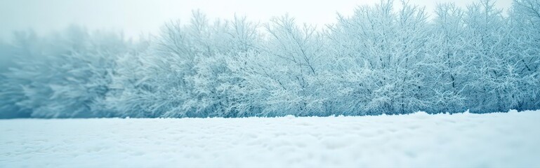 Fototapeta premium Serene Winter Landscape with Snow Covered Trees and Field