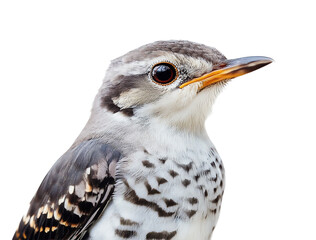 Cuckoo. Portrait of a bird on a white background.