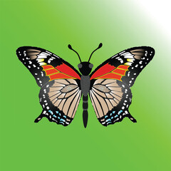 Art & Illustration