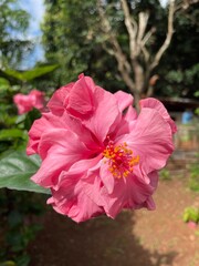 A beautiful, full-blooming pink double hibiscus flower takes center stage, showcasing its numerous...