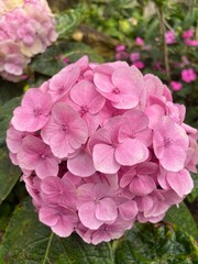 A large, spherical cluster of soft pink hydrangea blossoms is captured in a close-up shot, showcasing the numerous delicate individual florets that make up its impressive bloom.