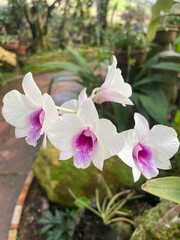 Elegant white orchids with delicate purple and pink centers, blooming beautifully in a lush garden...