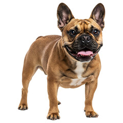 Obraz premium Playful French Bulldog standing with joyful face, front view isolated on white background, full body image for print and digital, transparent background