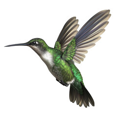 Green hummingbird in flight on black background