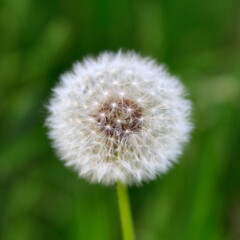 Close-up of dandelion seed head on blurred green background in natural setting