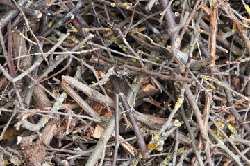 Pile of dry twigs with moss and lichen