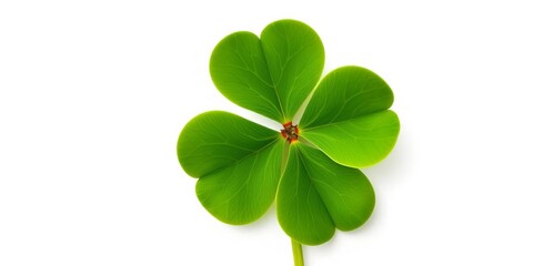 Close-up of a single four-leaf clover against a pure white background, high resolution, celebration