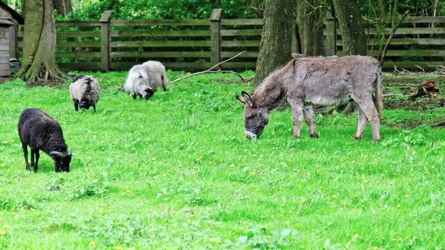 Małe stado owiec i osiołek gryzą trawę w parku krajobrazowym