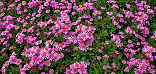 Fototapeta premium Abundant pink Aster alpinus dwarf blossoms carpet autumn flowerbed, detail, alpine aster