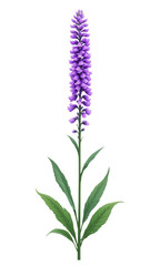 Fototapeta premium Purple Flower, Isolated Transparent Background, Minimalist Design Element