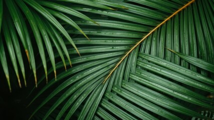 Lush green palm leaves with raindrops glistening showcase vibrant tropical foliage perfect for summer backgrounds or exotic designs.