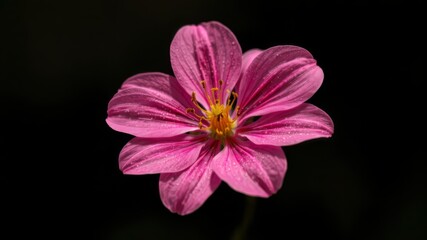 Fototapeta premium A single vibrant pink flower with delicate petals blossoms against a stark black background showcasing its exquisite beauty and intricate details.