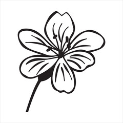 Geranium Flower Closeup in Bright Natural Light