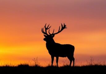 Deer silhouette at sunset