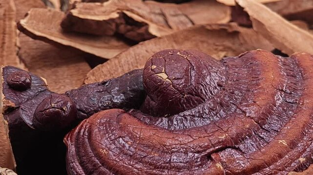 Dried  Lingzhi mushroom 