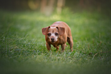 happy dachshund mix outside in summer park, close up