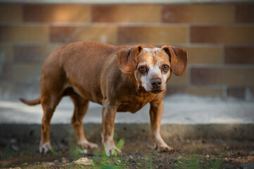 portrait of red dachshund mix dog in the garden