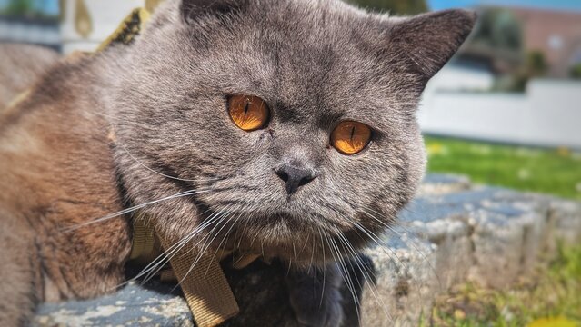 Gray British short hair cat with orange eyes, closeup, laying on concrete in garden 