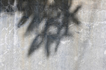 Leaf shadows cast on textured asphalt surface under bright sunlight