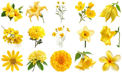 A Vibrant Collection of Yellow Flowers Featuring Various Species in Full Bloom for Decorative and Artistic Uses. Large Multiple Plant and Nature Collection Set Isolated on Transparent Background