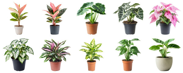 Indoor Houseplants Collection in Various Pots Featuring Colorful Foliage for Home Decor and Interior Design. Large Multiple Plant and Nature Collection Set Isolated on Transparent Background