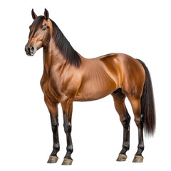 Majestic brown horse standing elegantly with a glossy coat in a well-lit studio, showcasing strong...