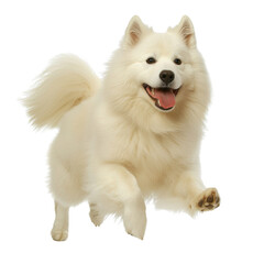 Joyful and Playful White Samoyed Dog Running Happily in an Outdoor Setting with Bright Expression...