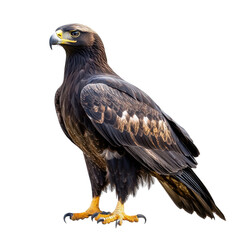 Majestic Golden Eagle in Detail with Striking Features and Vibrant Plumage Against a Neutral Background Perfect for Wildlife Photography