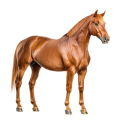 Majestic chestnut horse standing proudly in a studio setting showcasing its glossy coat and strong physique with soft expressions and elegant posture