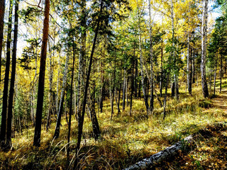 Autumn forest landscape in the early morning on a steep mountainside