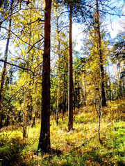 Autumn forest landscape in the early morning on a steep mountainside