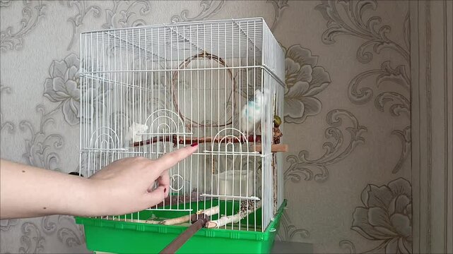 A woman's hand taps on the bars of a cage with a budgie. Keeping birds in cages. Interaction with parrots. Pets. 