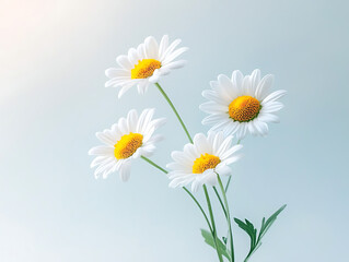 Daisies bouquet with soft light, and blue.