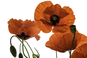 poppy flowers