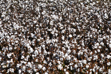 Cotton ready for harvest